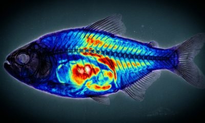 Imagem de raio-X de um lambari contaminado por enrofloxacina, ilustrando a presença de antibióticos em peixes e a ameaça invisível à segurança alimentar.