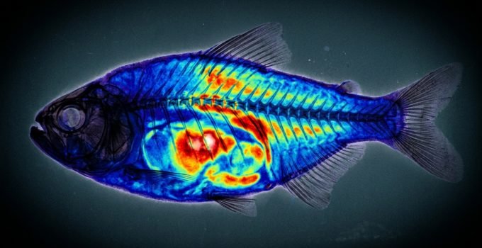 Imagem de raio-X de um lambari contaminado por enrofloxacina, ilustrando a presença de antibióticos em peixes e a ameaça invisível à segurança alimentar.