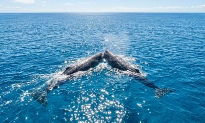 Imagens de drone mostram duas baleias cachalotes jovens se chocando com a cabeça em águas azuis, uma descoberta que confirma antigas lendas marítimas e o compor