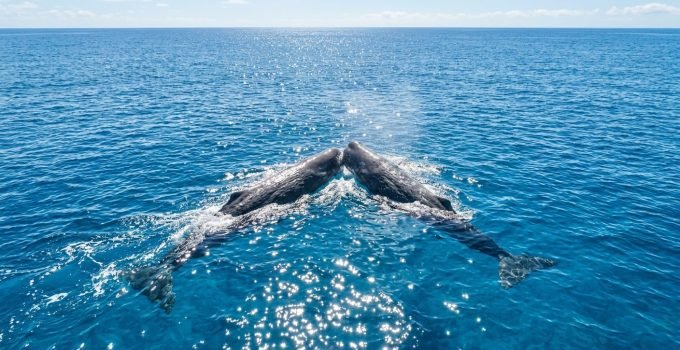 Imagens de drone mostram duas baleias cachalotes jovens se chocando com a cabeça em águas azuis, uma descoberta que confirma antigas lendas marítimas e o compor