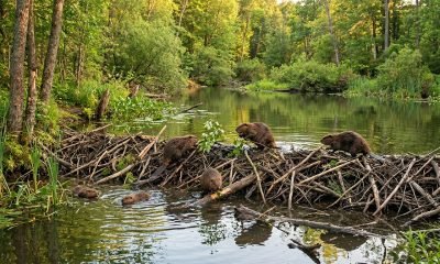 Castores ativos em um rio, construindo uma barragem em uma zona úmida exuberante, transformando o ambiente em um poderoso sumidouro de carbono natural e ajudand