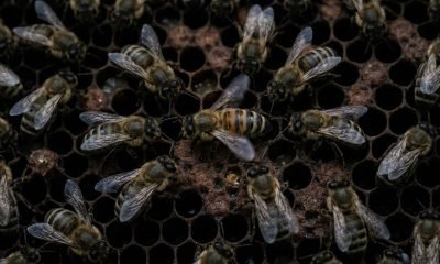 Uma abelha melífera realizando a complexa dança das abelhas, a 'waggle dance', enquanto outras abelhas a observam atentamente com suas antenas, ilustrando a com