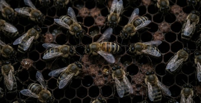 Uma abelha melífera realizando a complexa dança das abelhas, a 'waggle dance', enquanto outras abelhas a observam atentamente com suas antenas, ilustrando a com