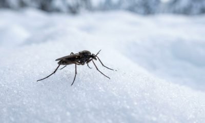 Uma mosca-da-neve, um inseto que gera calor, rastejando ativamente sobre a neve, demonstrando sua incrível adaptação a ambientes congelantes.
