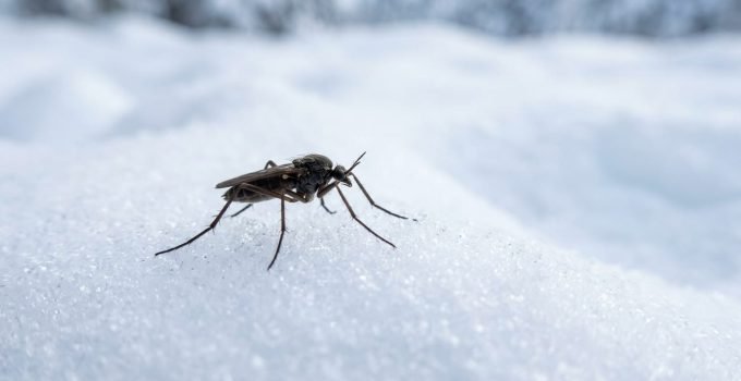Uma mosca-da-neve, um inseto que gera calor, rastejando ativamente sobre a neve, demonstrando sua incrível adaptação a ambientes congelantes.