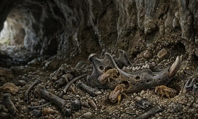 Ninhos de abelhas antigas preservados em cavidades de ossos fossilizados de roedores hutias encontrados na caverna de Hispaniola.