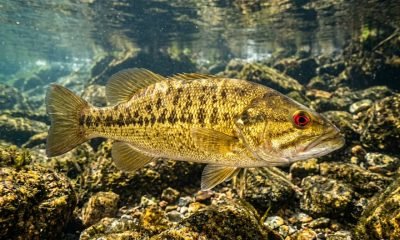 Um Bartram's bass de olhos vermelhos e corpo dourado com manchas escuras, uma das novas espécies de peixe, nada graciosamente em um rio rochoso e cristalino, se
