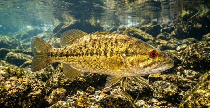 Um Bartram's bass de olhos vermelhos e corpo dourado com manchas escuras, uma das novas espécies de peixe, nada graciosamente em um rio rochoso e cristalino, se