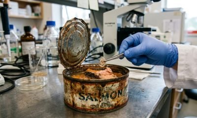 Cientista da Universidade de Washington examinando salmão enlatado de 40 anos para encontrar parasitas anisakid, importantes bioindicadores da saúde e recuperação dos oceanos.