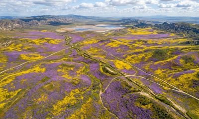 Uma vista aérea deslumbrante de um superbloom na Califórnia, na Planície de Carrizo, com campos de flores silvestres amarelas e roxas cobrindo a paisagem árida,