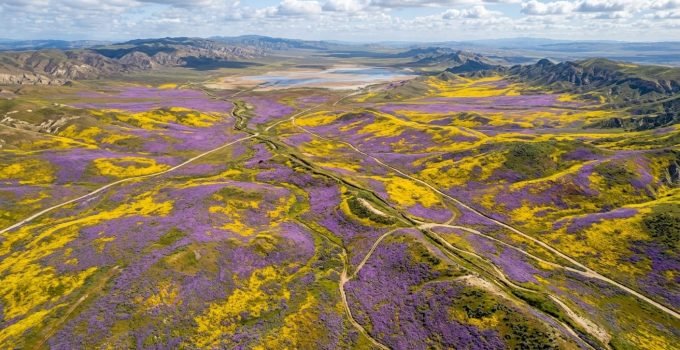 Uma vista aérea deslumbrante de um superbloom na Califórnia, na Planície de Carrizo, com campos de flores silvestres amarelas e roxas cobrindo a paisagem árida,